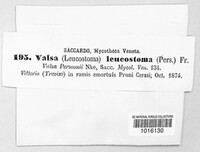 Cytospora leucostoma image